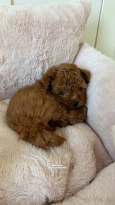 Pudel zabawkowy  / Toy Poodle / Toy Pudle / Той Пудель - 6