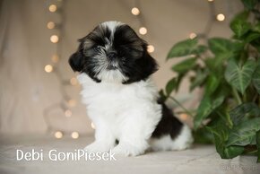 Shih Tzu Tricolor - 6