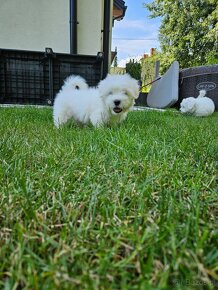 Rasowe Szczenięta Coton de Tulear - 6