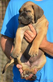 SPRZEDAM szczenieta rasy boerboel - 6