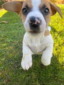 Jack Russell terrier - 6