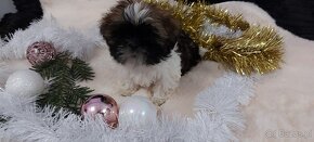 Wesole pieski shih tzu - 6