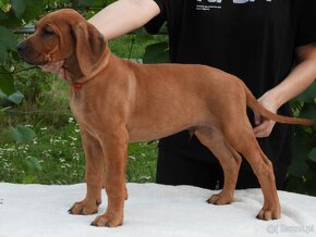 Rhodesian Ridgeback piękne szczenięta wystawowe FCI. - 6