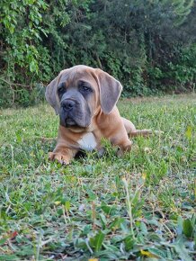 Cane Corso Italiano Puppies (FCI) - 6