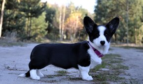 Welsh Corgi Cardigan FCI - 6