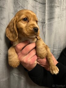 Piękna suczka rasy Cocker Spaniel Angielski - 6