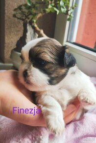 ShihTzu -suczka IV pokoleniowym rodowodem - 6