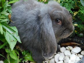 Samiczki mini lop niebieskie - 6