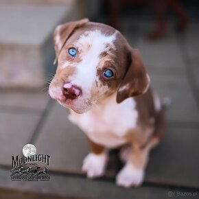 Louisianański pies leopardzi Catahoula - 6