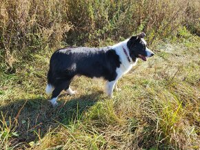 Border collie - 6