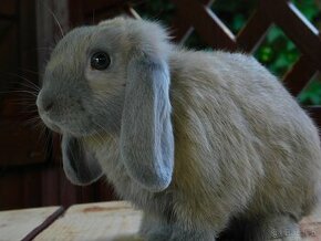 Beżowy królik mini lop samczyk - 6