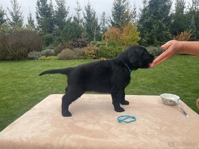 Flat coated retriever štěňata s PP - 6