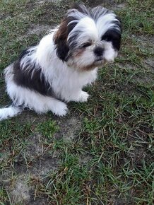 Szczeniak shih tzu 4 miesięczny samiec - 6