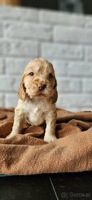 Cocker Spaniel Angielski - 6