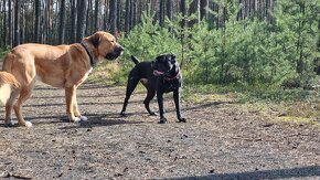 Cane Corso & Alabaj - 6