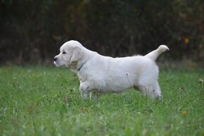 golden retriever - 6