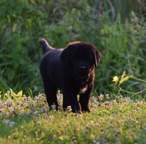 Labrador retriever čierny - 6