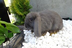 Cudowne samiczki mini lop niebieskie - 6