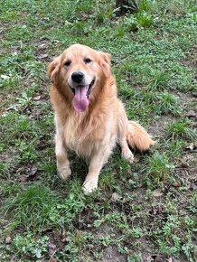 Szczenięta Golden Retriver - 6