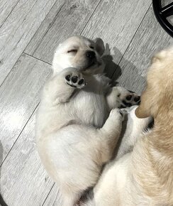 Piękny, rasowy szczeniak Labrador Retriever z rodowodem FCI - 6