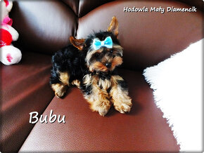 Yorkshire Terrier Bardzo malutki piesek York z Rodowodem - 6