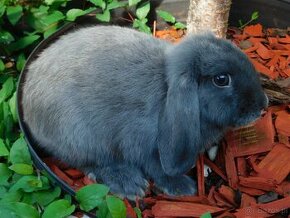 Niebieskie baranki mini lop samiczki - 6