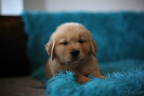 GOLDEN RETRIEVER-100% linia amerykańska,ZKwP/FCI - 6