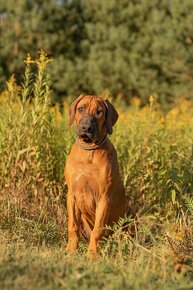 Piękne Rhodesian ridgeback - 6