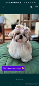 ShihTzu z lV pokoleniowym rodowodem - 6