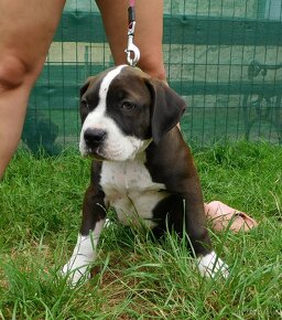 Szczenięta American Bully Xl - XXL Bloodline DDK9 - 6