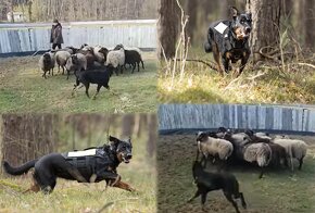 Beauceron - szczenięta FCI - 6