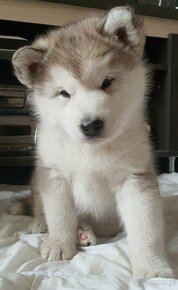 Alaskan malamute - 6