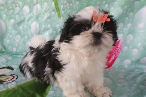 Shih Tzu - 6