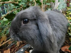 Niebieskie baranki mini lop - 7