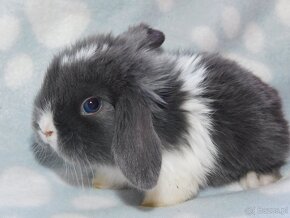 Niebieskie baranki mini lop - 7