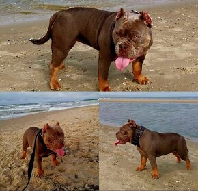 American Bully - 7