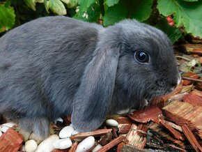 Cudowne baranki mini lop - 7