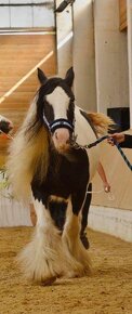 Irish Cob - Luksusowy ogier - 7