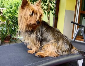 Australijski Silky Terrier z PP - 7