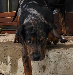 Louisiana Leopard,  Catahoula - 7