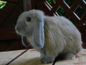 Cudowny baranek mini lop - 7