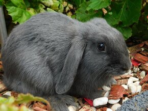 Samiczka niebieska mini lop - 7