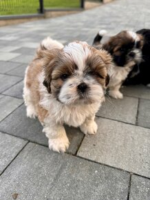 Przepiękne suczki | Emilo Wonderful Shih Tzu - 7