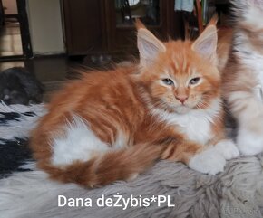 Maine Coon piękne kocięta. - 7