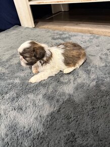 Shih-tzu z rodowodem, Shih tzu, Shi tzu, si cu - 7