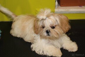 SHIH TZU jak z obrazka - 7