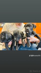 Szczeniaki Cane Corso Italiano - 7