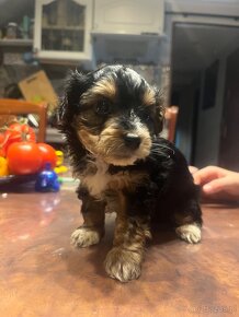 Yorkiepoo - 7