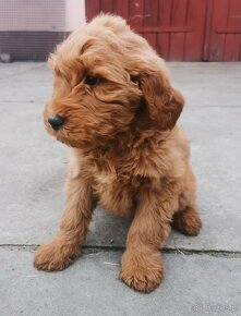 Szczenięta goldendoodle. - 7