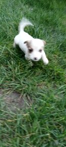 Jack Russell terrier - 7